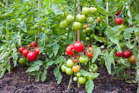 Tomato Plant